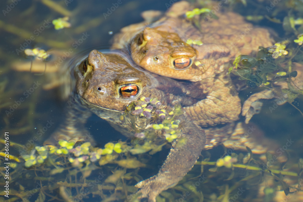 Frog sitting on a swamp or in a pond, beautiful landscape green background with place for text, the concept of protecting wildlife and ecology Frog sitting on a swamp or in a pond, beautiful landscape green background with place for text, the concept of protecting wildlife and ecology