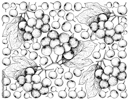 Hand Drawn Background of Arrowwood Berries or Globose Berries
