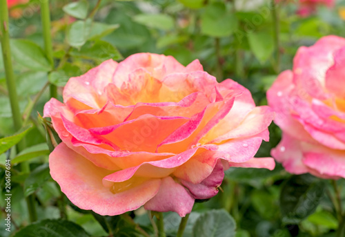 beautiful rose flowers with water drops