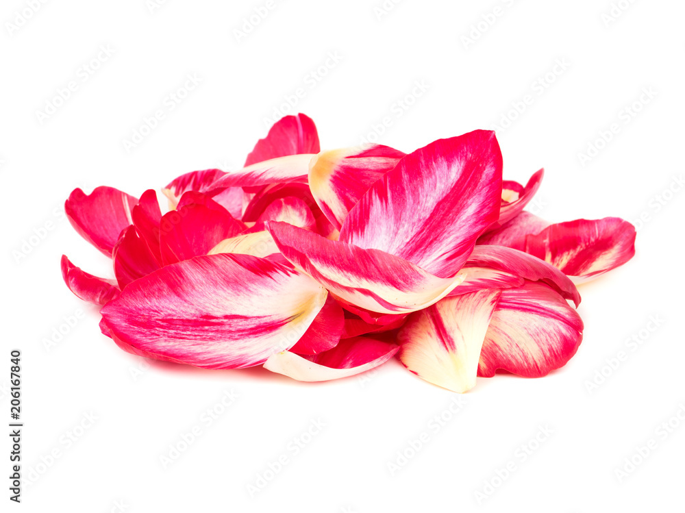 Petals of tulips Petals of tulips