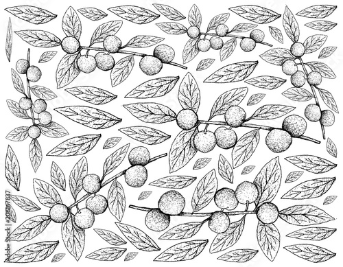 Hand Drawn of Canary Beech Fruits on White Background