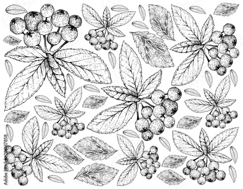 Hand Drawn Background of Aronia or Chokecherries
