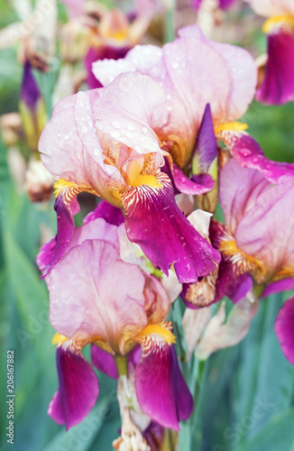 Fototapeta Naklejka Na Ścianę i Meble -  violet iris flower