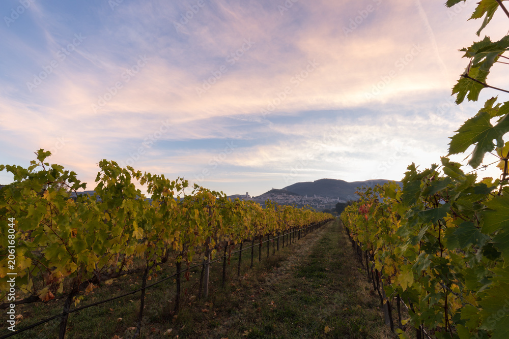 Naklejka premium Beutiful view of Assisi at dawn, with vineyards in the foregroun