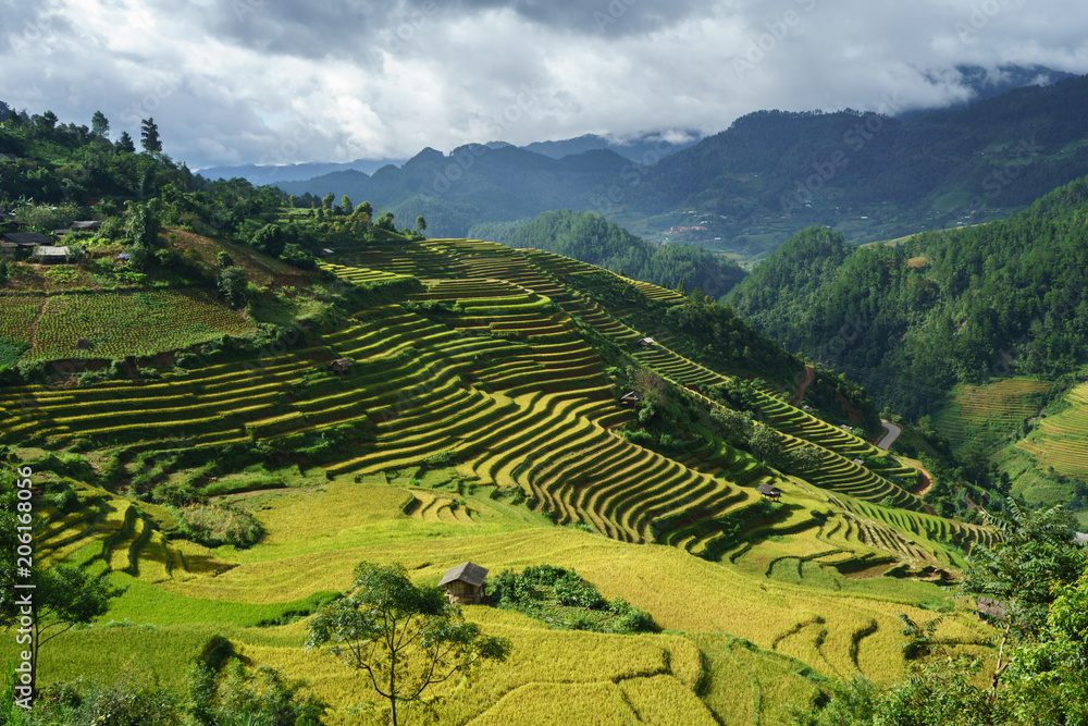 Terraced rice field in harvest season in Mu Cang Chai, Vietnam. Terraced rice field in harvest season in Mu Cang Chai, Vietnam.