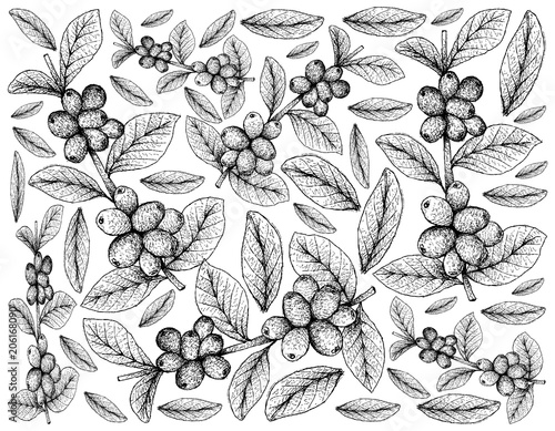Hand Drawn Background of Ripe Coffee Berries on Branch