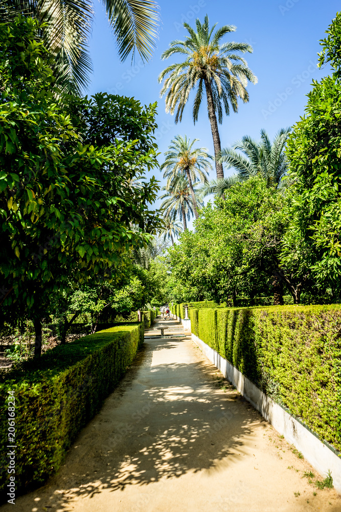 Spain, Seville, FOOTPATH AMIDST PALM TREES AGAINST CLEAR SKY Spain, Seville, FOOTPATH AMIDST PALM TREES AGAINST CLEAR SKY