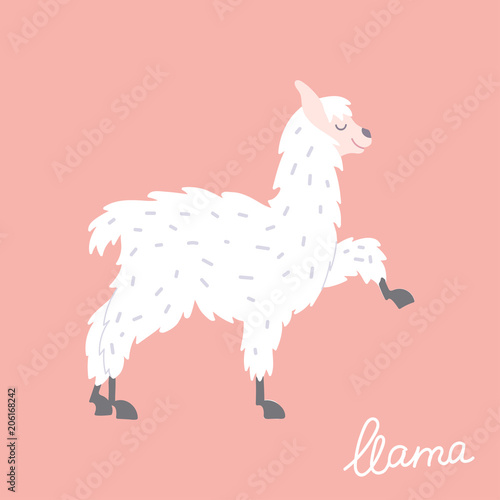 Vector illustration of  llama