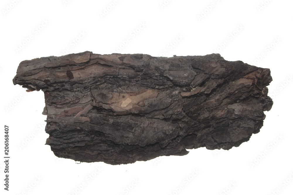 tree bark isolated on white background tree bark isolated on white background