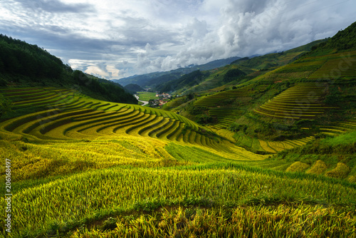 Terraced rice field in harvest season in Mu Cang Chai, Vietnam. © Hanoi Photography
