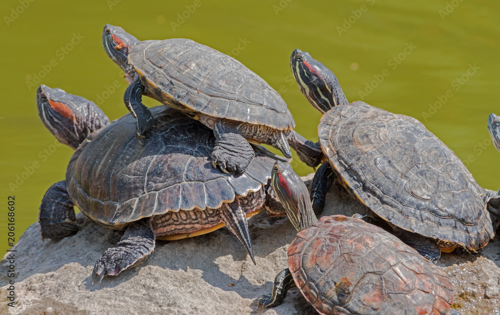 tortoises on a stone tortoises on a stone