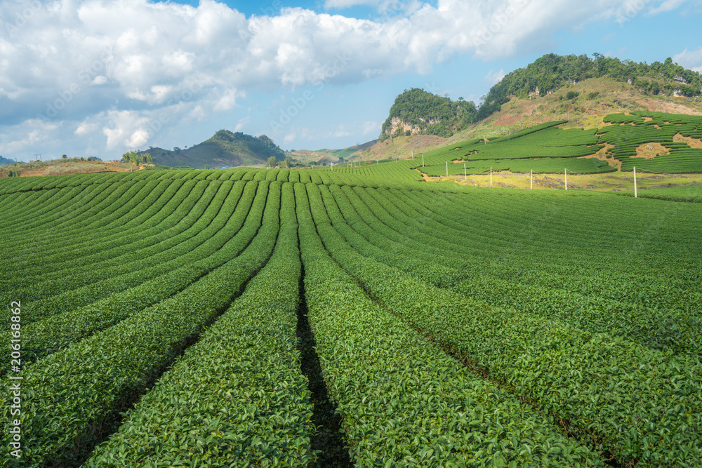 Tea plantation landscape on clear day. Tea farm with blue sky and white clouds.