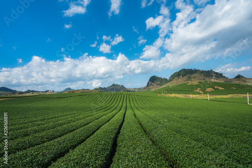 Tea plantation landscape on clear day. Tea farm with blue sky and white clouds. © Hanoi Photography