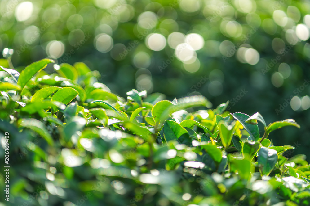 Tea leave in tea plantation Tea leave in tea plantation