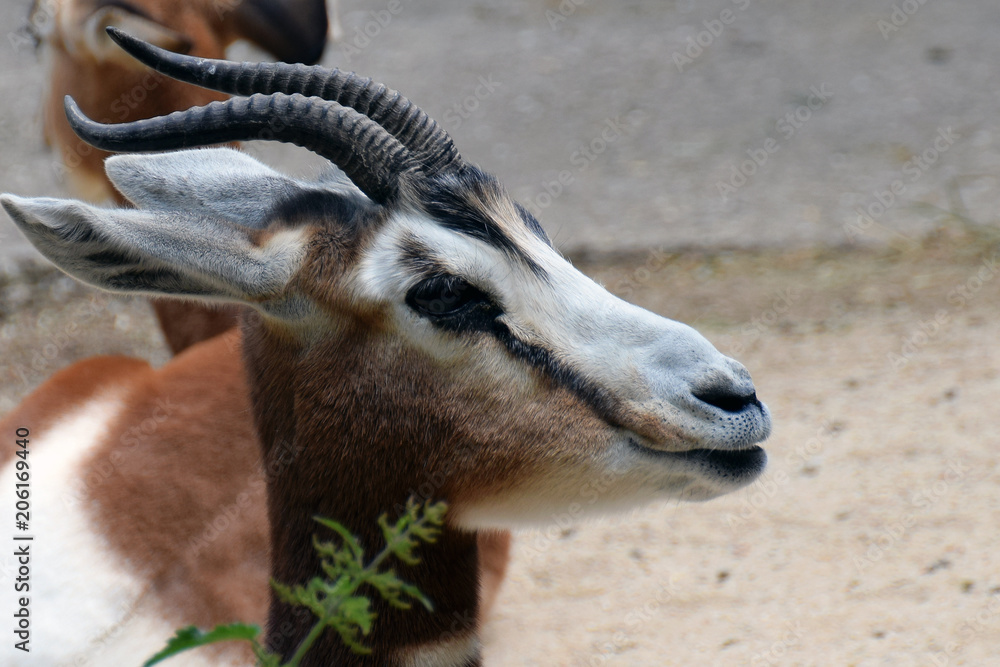Dama gazelle (Nanger dama), also known as addra or mhorr gazelle . Dama gazelle (Nanger dama), also known as addra or mhorr gazelle .