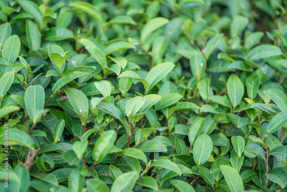 Tea leave in tea plantation Tea leave in tea plantation