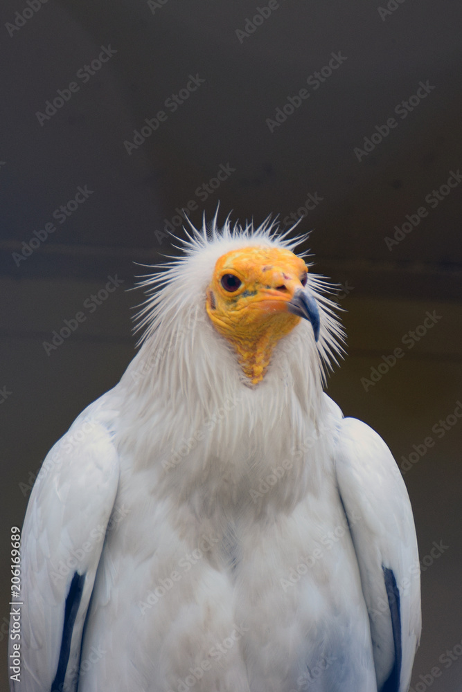Obraz premium Egyptian vulture (Neophron percnopterus), also called the white scavenger vulture or pharaoh's chicken.