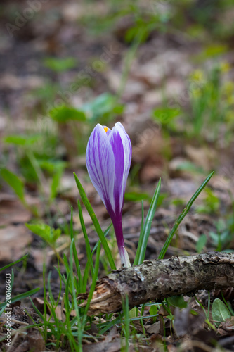 purple snowdrops in the forest photo