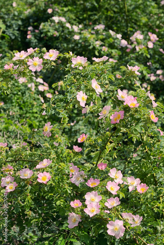 Pink wild rose  Rosa canina  in spring