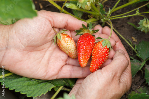 Female gardener is holding strawberries in hands. Ripe and unripe strawberries