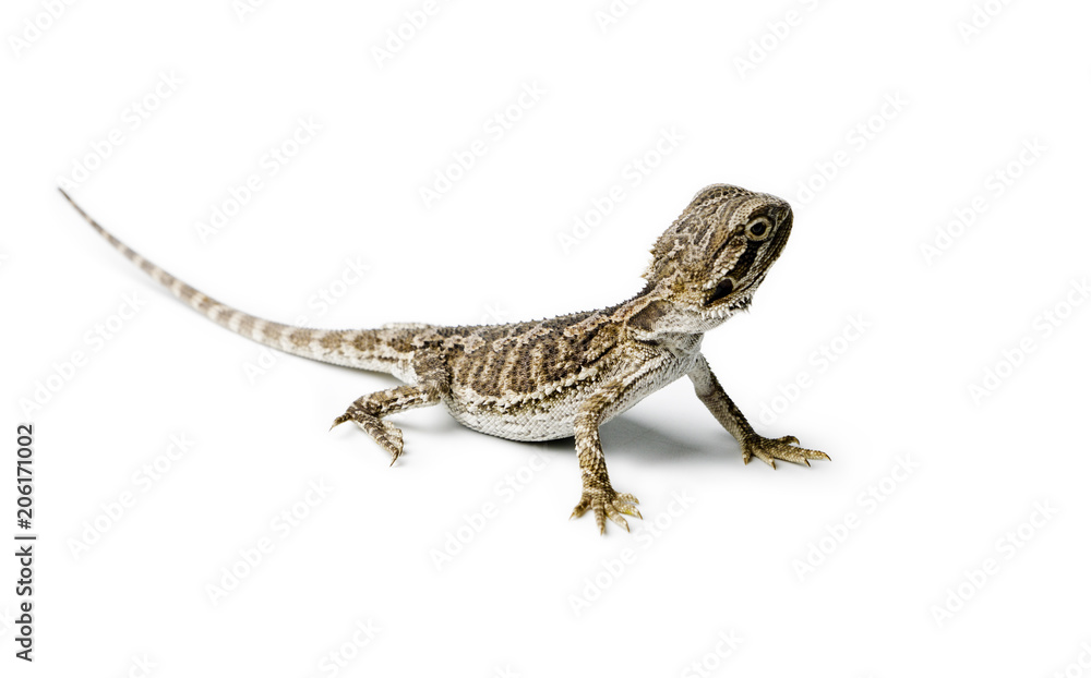 Obraz premium Agama. Baby Bearded Dragon on white background.