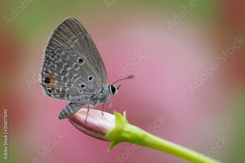 Chilades pandava -  plains Cupid © tahir