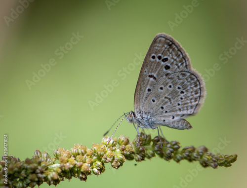 Wallpaper Mural Chilades pandava -  plains Cupid Torontodigital.ca