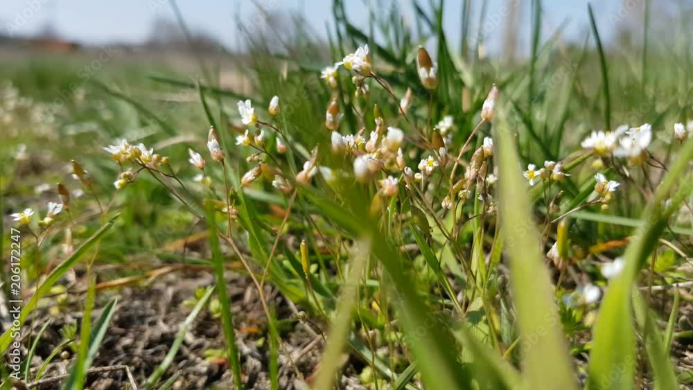White blooming flowers in light breeze. Sunny day. It rains in sunny day. Low angle. Sunshine. Sunrise. Shallow depth of field. White blooming flowers in light breeze. Sunny day. It rains in sunny day. Low angle. Sunshine. Sunrise. Shallow depth of field.