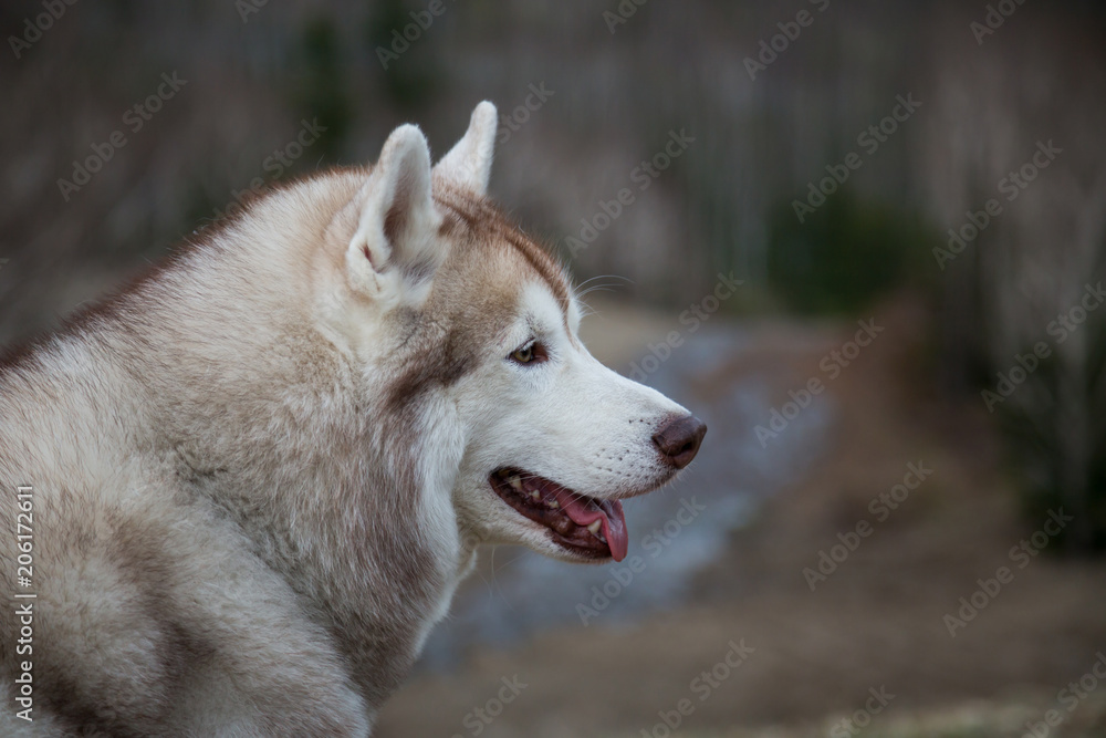 Obraz premium Profile Portrait of gorgeous beige and white Siberian Husky dog sitting on mountains background