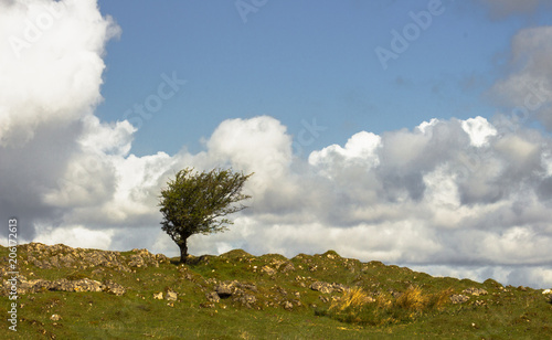 Solitary wind swept mountain tree