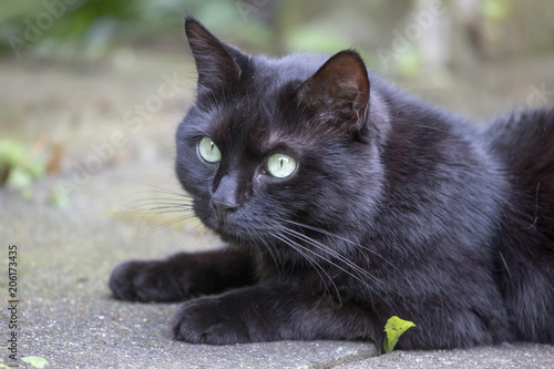 Katze im Garten