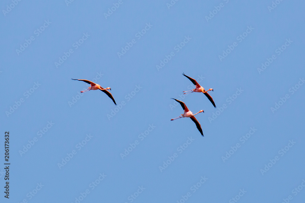 Obraz premium Flamingos im Flug