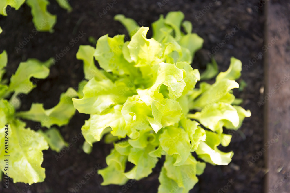 Organic lettuce in a vegetable garden. Organic gardening and growth concept