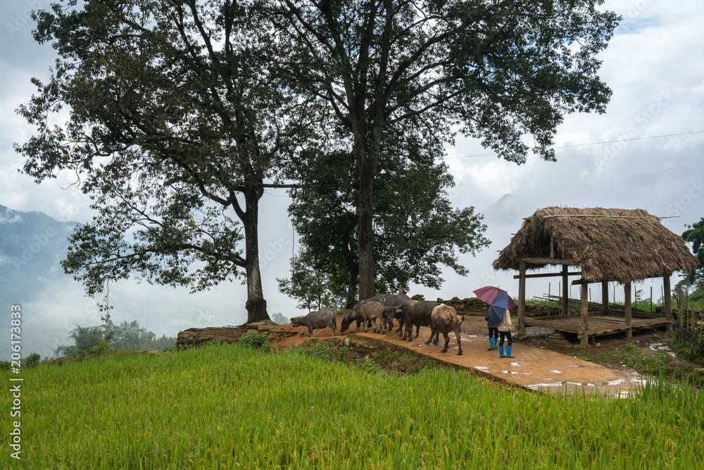 Terraced rice field with big tree landscape of Y Ty, Bat Xat district, Lao Cai, north Vietnam Terraced rice field with big tree landscape of Y Ty, Bat Xat district, Lao Cai, north Vietnam