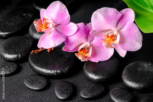 spa composition of zen massaging stones  pink orchid