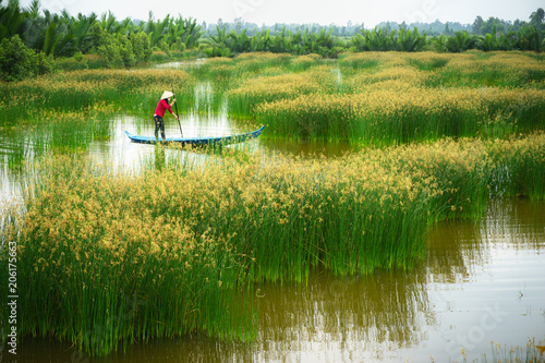 Mekong delta landscape with Vietnamese woman rowing boat on Nang - type of rush tree field, South Vietnam