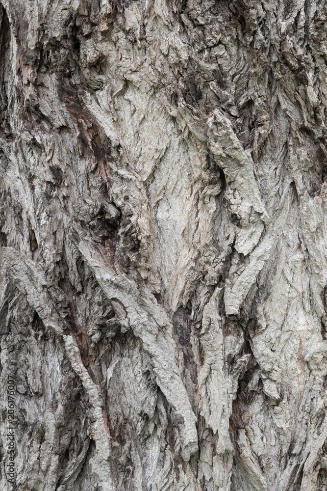 ポプラの木の樹皮 テクスチャ素材 Stock Photo Adobe Stock
