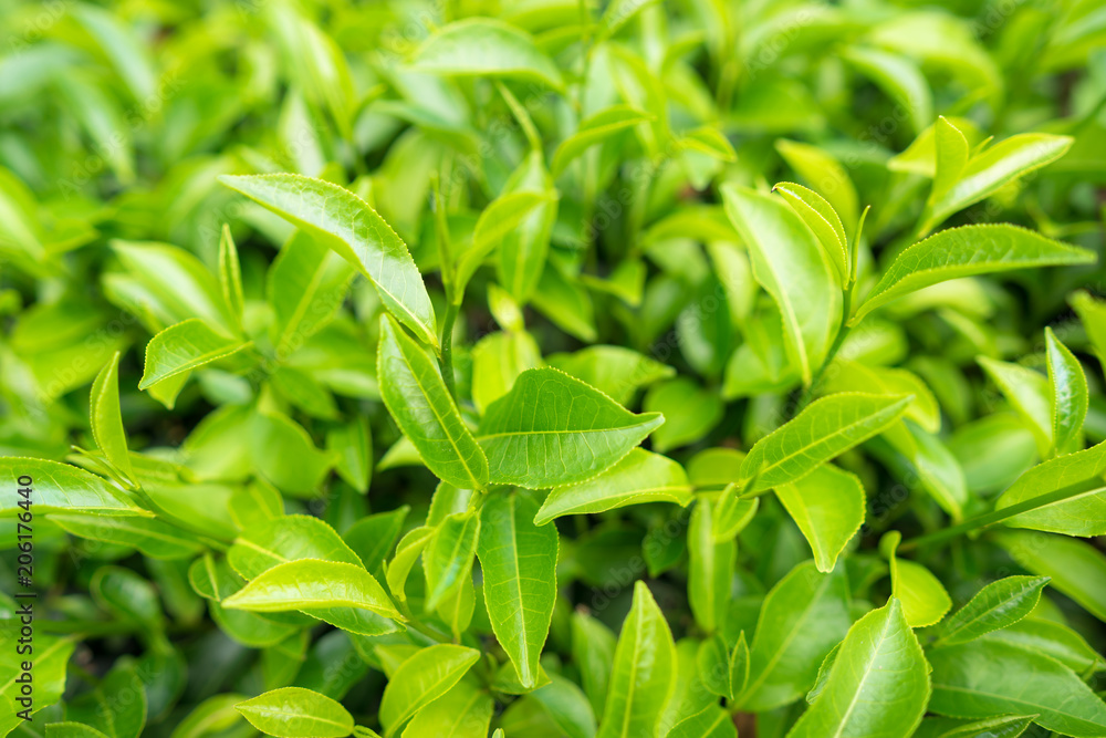 Green tea leaves in a tea plantation in morning