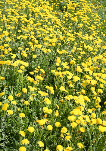 background of many yellow dandelion flowers