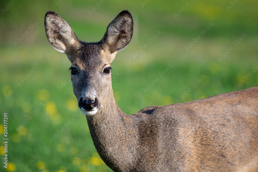 Fototapeta premium Roe deer in grass, Capreolus capreolus. Wild roe deer in spring nature.