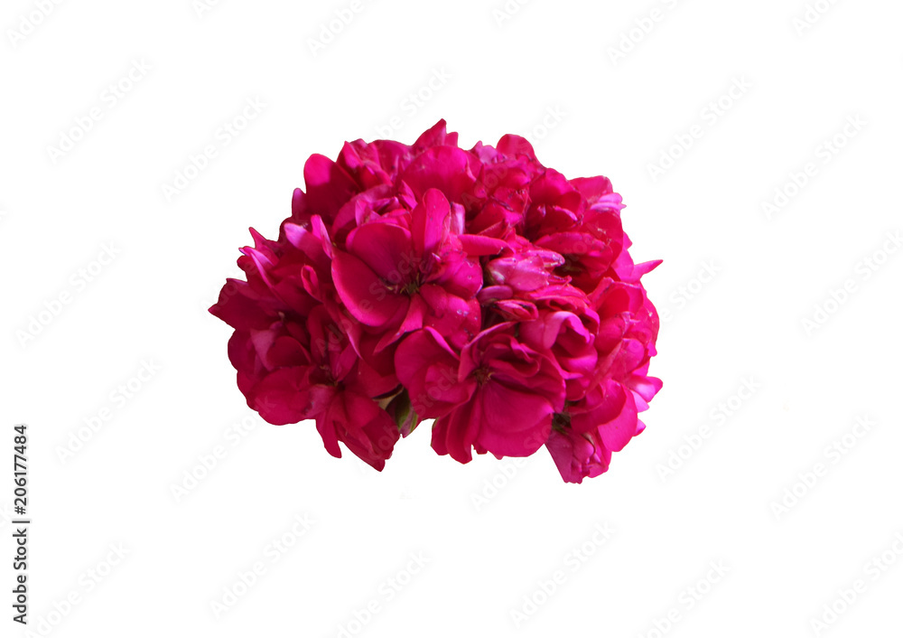 isolated pink flower