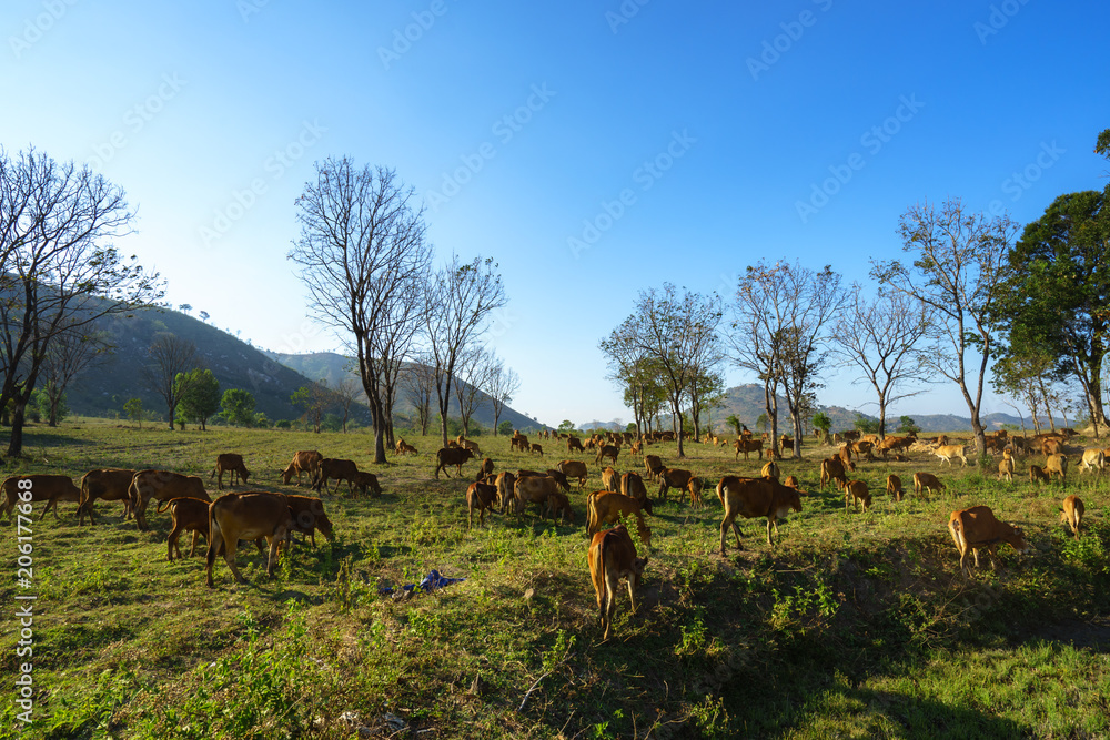 Idyllic summer landscape with cows in grass field in Central Highlands of Vietnam Idyllic summer landscape with cows in grass field in Central Highlands of Vietnam