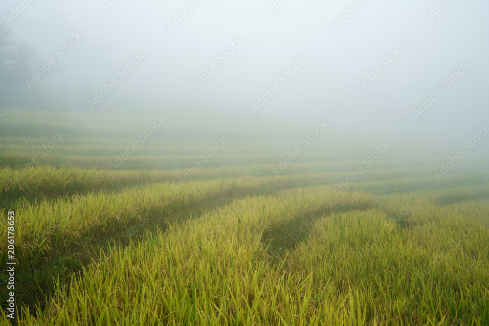 Terraced rice field landscape with misty clouds of Y Ty, Bat Xat district, Lao Cai, north Vietnam Terraced rice field landscape with misty clouds of Y Ty, Bat Xat district, Lao Cai, north Vietnam