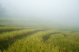Terraced rice field landscape with misty clouds of Y Ty, Bat Xat district, Lao Cai, north Vietnam