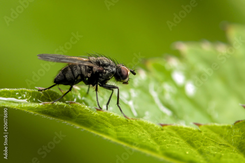 sun fly  siting on a plant in nature.helophilus pendulus