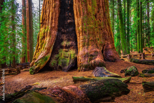Ancient General Sherman Tree in Sequoia National Park