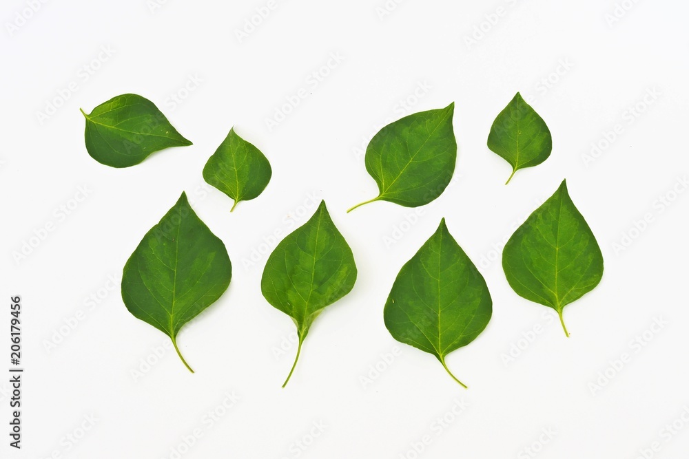 leaf on white background