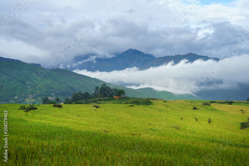 Terraced rice field landscape in harvesting season with low clouds in Y Ty, Bat Xat district, Lao Cai, north Vietnam © Hanoi Photography