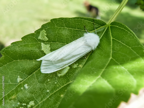 American white butterfly (Hyphantria cunea) and its masonry on a green mulberry leaf, a dangerous omnivorous pest of crops photo