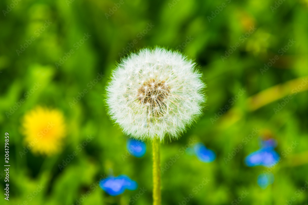 White fluffy dandelion on a green field close-up - summer pattern